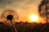 Wall mural dandelion FP 3403 - Graphic design. Dandelion against a sunset backdrop with delicate hairs.