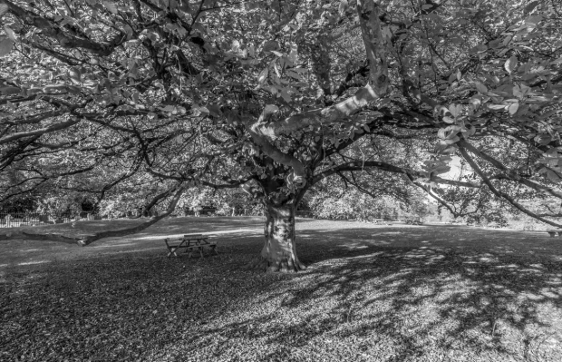 Autumn tree wall mural FP 3381 - Graphic design featuring a broad-crowned tree with shadows on the ground.