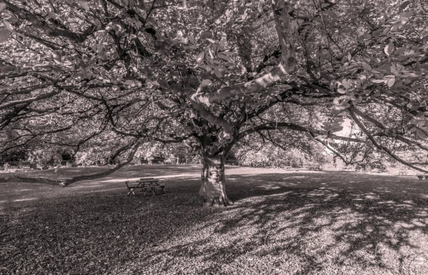 Autumn tree wall mural FP 3381 - Graphic design featuring a large tree with sprawling branches and shadows.