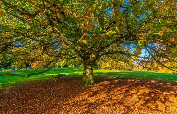 Autumn tree wall mural FP 3381 - Graphic design featuring a tree with colorful leaves against a sky backdrop with shadow.