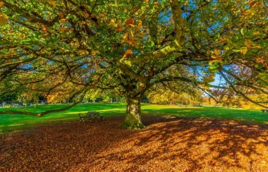 Autumn tree wall mural FP 3381 - Graphic design featuring a tree with colorful leaves against a sky backdrop with shadow.