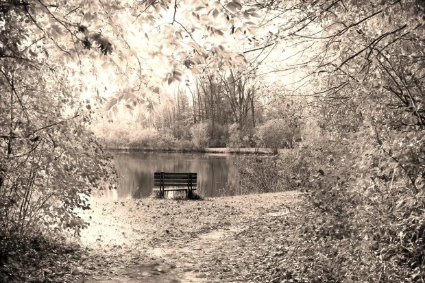 Wall mural of a bench in an autumn park FP 3370 - Scene with a lakeside bench surrounded by trees.