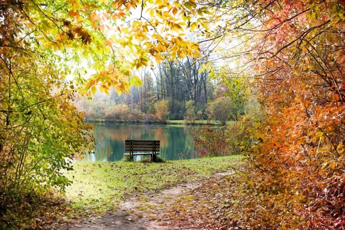 Wall mural of a bench in an autumn park, featuring a scene with a bench surrounded by colorful leaves.