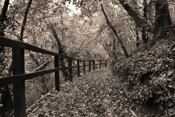 Wall mural of a bridge surrounded by colorful leaves, creating a forest ambiance with trees and foliage.