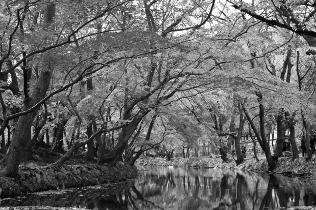 Wall mural river in park FP 3377 - Graphic design featuring a river surrounded by trees.