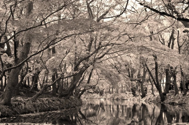 Wall mural of a river in a park FP 3377 - Graphic design. River surrounded by trees with reflections in the water.
