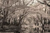 Wall mural of a river in a park FP 3377 - Graphic design. River surrounded by trees with reflections in the water.
