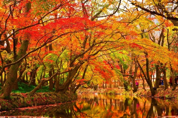 Wall mural of a river in a park FP 3377 - Graphic design. River surrounded by colorful trees in shades of red.