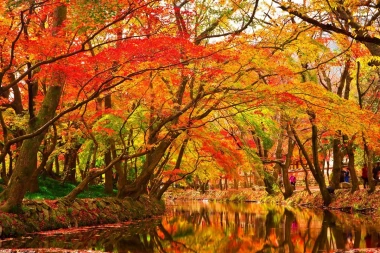 Wall mural of a river in a park FP 3377 - Graphic design. River surrounded by colorful trees in shades of red.