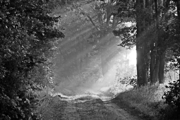 Wall mural of sunlight dispersing fog FP 3390 - Graphic design. Sun rays filter through trees in a forest.