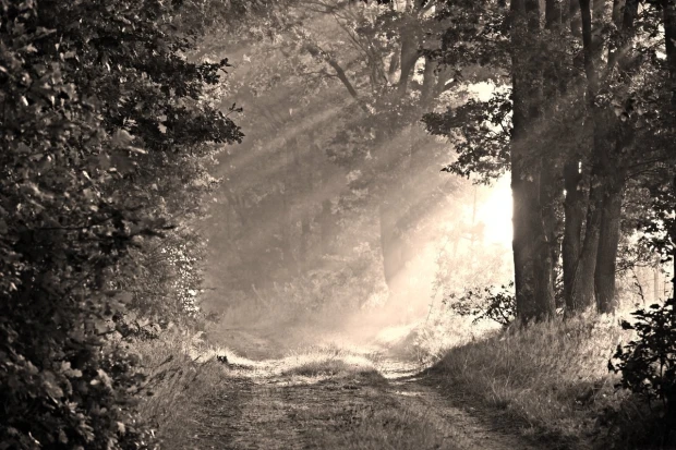Wall mural of sun dispersing fog FP 3390 - Graphic design featuring sun rays penetrating through.