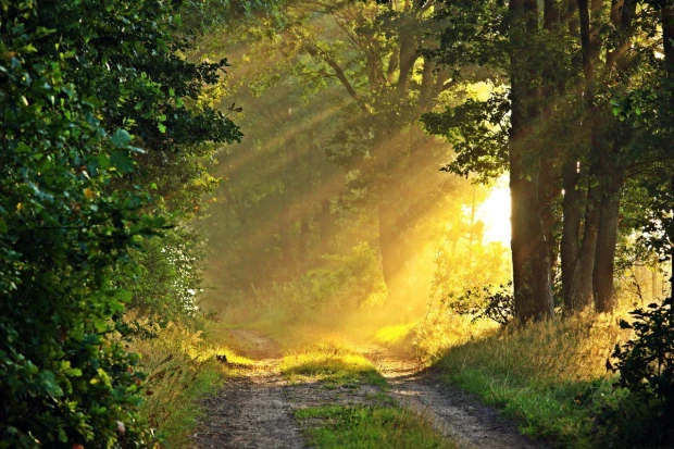 Wall mural of sunlight dispersing fog FP 3390 - Graphic design. Sun rays filter through trees in the forest.