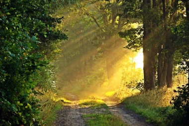Wall mural of sunlight dispersing fog FP 3390 - Graphic design. Sun rays filter through trees in the forest.