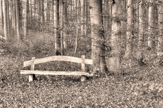 Wooden bench wallpaper in the forest FP 3417 - Forest arrangement with gray trees and leaves on the ground.