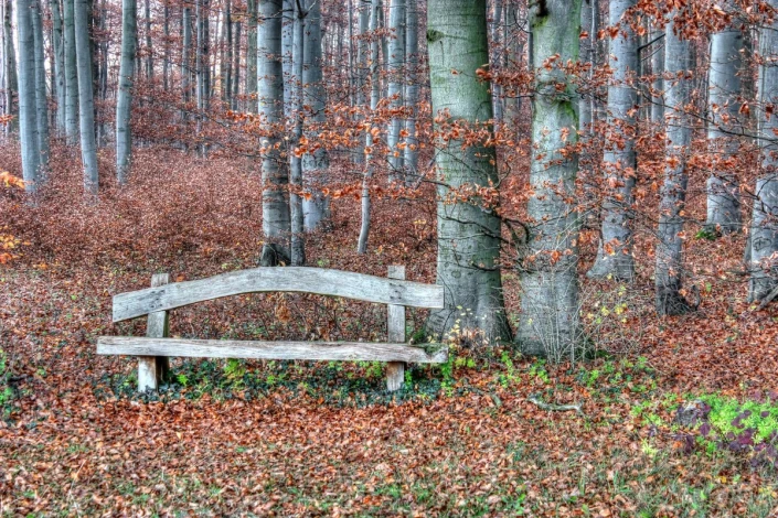 Wooden bench wallpaper in the forest FP 3417 - Forest arrangement with gray-brown trees and fallen leaves.