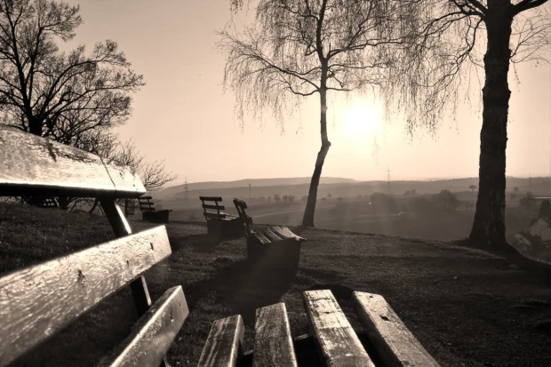 Wall mural of park benches in sunlight FP 3415 - Park arrangement with visible benches and trees in the background.