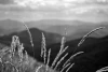 Bieszczady wall mural FP 3458 - Graphic design. Black and white grasses against a mountain landscape backdrop.