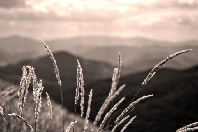 Bieszczady plant-themed wall mural FP 3458 - Graphic design featuring grasses against a mountainous landscape.