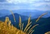 Wall mural Bieszczady vegetation FP 3458 - Graphic design. Golden grasses against a backdrop of mountain landscapes.