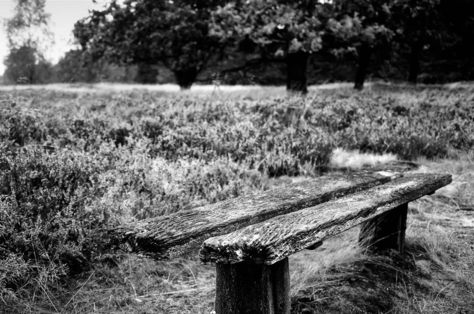 Wall mural of an old mossy bench FP 3416 - Outdoor arrangement with a gray-green scene of trees and grass.