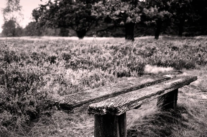 Mossy old bench wall mural FP 3416 - Outdoor arrangement with a gray-green scene and wooden bench.