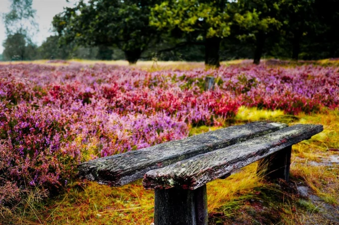 Wall mural of an old mossy bench FP 3416 - Garden arrangement with a wooden bench surrounded by purple flowers.
