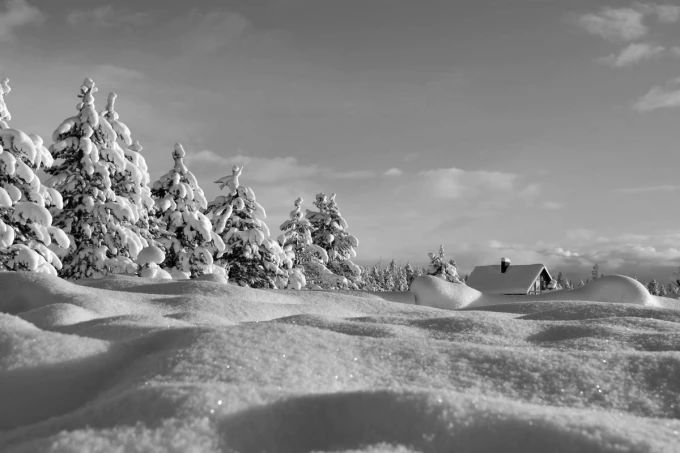 Wall mural shimmering snow FP 3476 - Graphic design. White trees covered in snow against a gray sky.