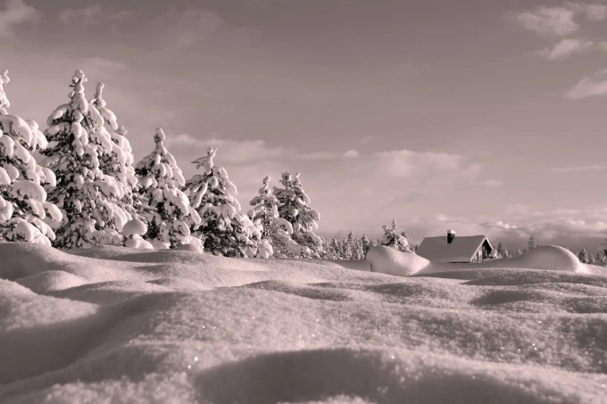 Wall mural sparkling snow FP 3476 - Graphic design featuring white snowdrifts and snow-covered trees.