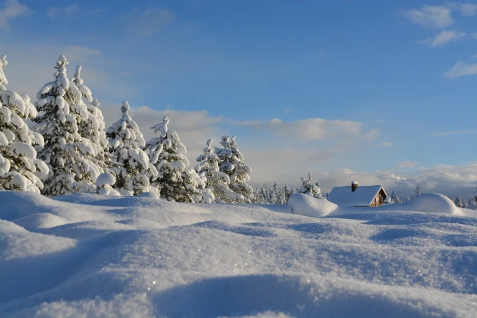 Wall mural sparkling snow FP 3476 - Graphic design. White trees covered in snow against a sky backdrop.