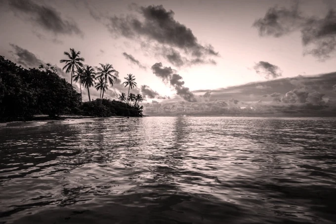Tropical island wall mural FP 3714 - Graphic design featuring a monochrome view of palm trees and water.