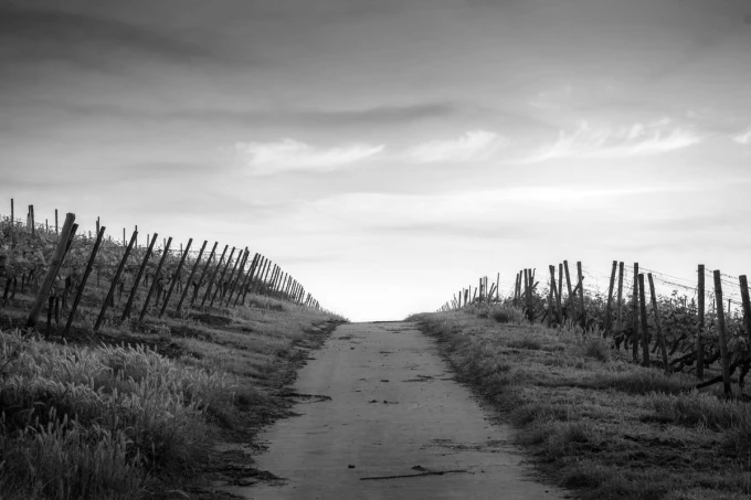 Peach sky wallpaper over a meadow FP 3835 - Graphic design. A road winds through vineyards under a bright sky.