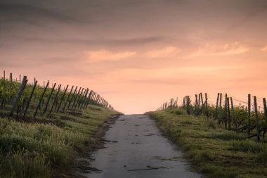 Peach sky wallpaper FP 3835 - Graphic design featuring a vine-lined path.