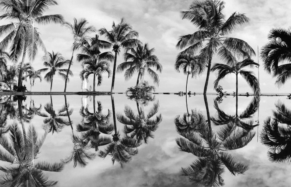 Wall mural of palm reflections in water FP 3854 - Graphic design with a symmetrical layout.
