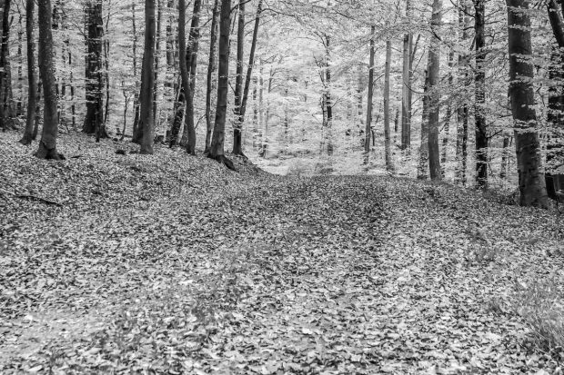 Wall mural autumn in the forest FP 3884 - Graphic design featuring trees and fallen leaves on the ground.