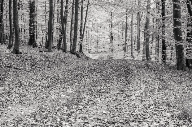 Autumn forest wall mural FP 3884 - Graphic design featuring trees and fallen leaves on the ground.