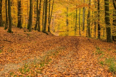 Autumn forest wall mural FP 3884 - Graphic design featuring a leaf-covered woodland path.