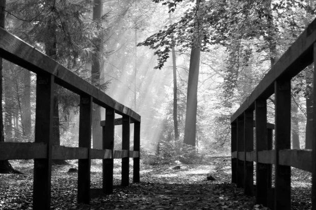 Wall mural of sun rays in an autumn forest FP 3885 - Graphic design with visible sun rays shining through.