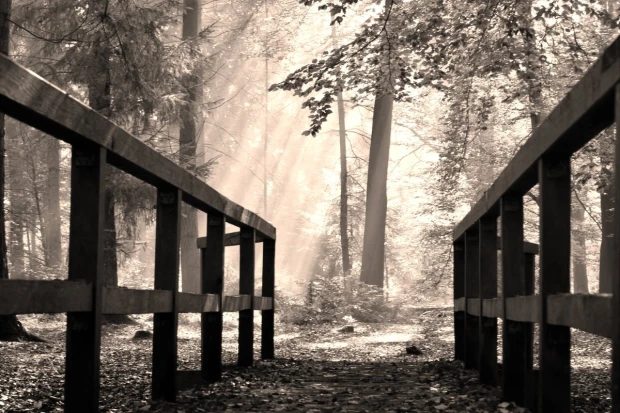 Wall mural of sun rays in an autumn forest FP 3885 - Graphic design with visible sun rays shining through.