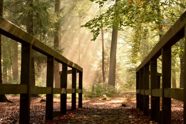 Wall mural of sunlight rays in an autumn forest FP 3885 - Graphic pattern. Light beams filtering through trees.