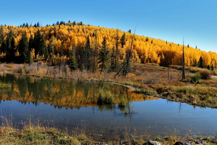 Autumn tree crowns wall mural FP 3988 - Graphic design. Trees with golden leaves reflected in water.