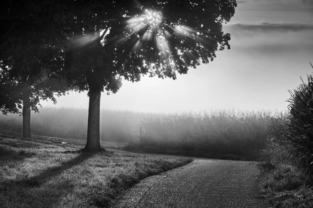 Autumn wall mural FP 4021 - Graphic design featuring trees, a path, and a field in a misty setting.