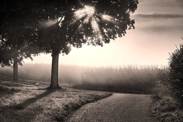 Autumn wall mural FP 4021 - Graphic design featuring trees, sunlight, fog, and a path in the landscape.