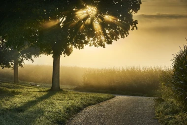 Autumn wall mural FP 4021 - Graphic design with trees, sunlight rays, and fog over a field.
