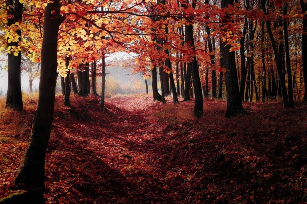 Wall mural with burgundy red leaves in the forest FP 4041 - Forest arrangement. Red leaves on trees and a pathway.