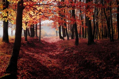 Wall mural with burgundy red leaves in the forest FP 4041 - Forest arrangement. Red leaves on trees and a pathway.
