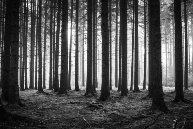 Autumn trees wall mural FP 4056 - Graphic design. Dark tree trunks in a dense forest with fog in the background.