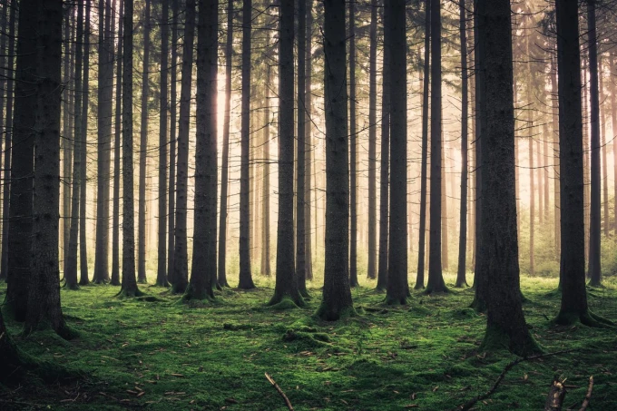 Autumn trees wall mural FP 4056 - Graphic design featuring forest trees with vertical trunks and soft green moss.