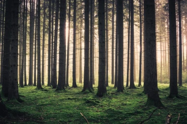 Autumn trees wall mural FP 4056 - Graphic design featuring forest trees with vertical trunks and soft green moss.