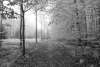 Frosted forest path wallpaper FP 4065 - A graphic design featuring a frosty trail in the woods.