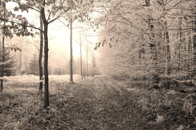Frosted forest path wallpaper FP 4065 - A graphic design featuring a path surrounded by frosted trees.